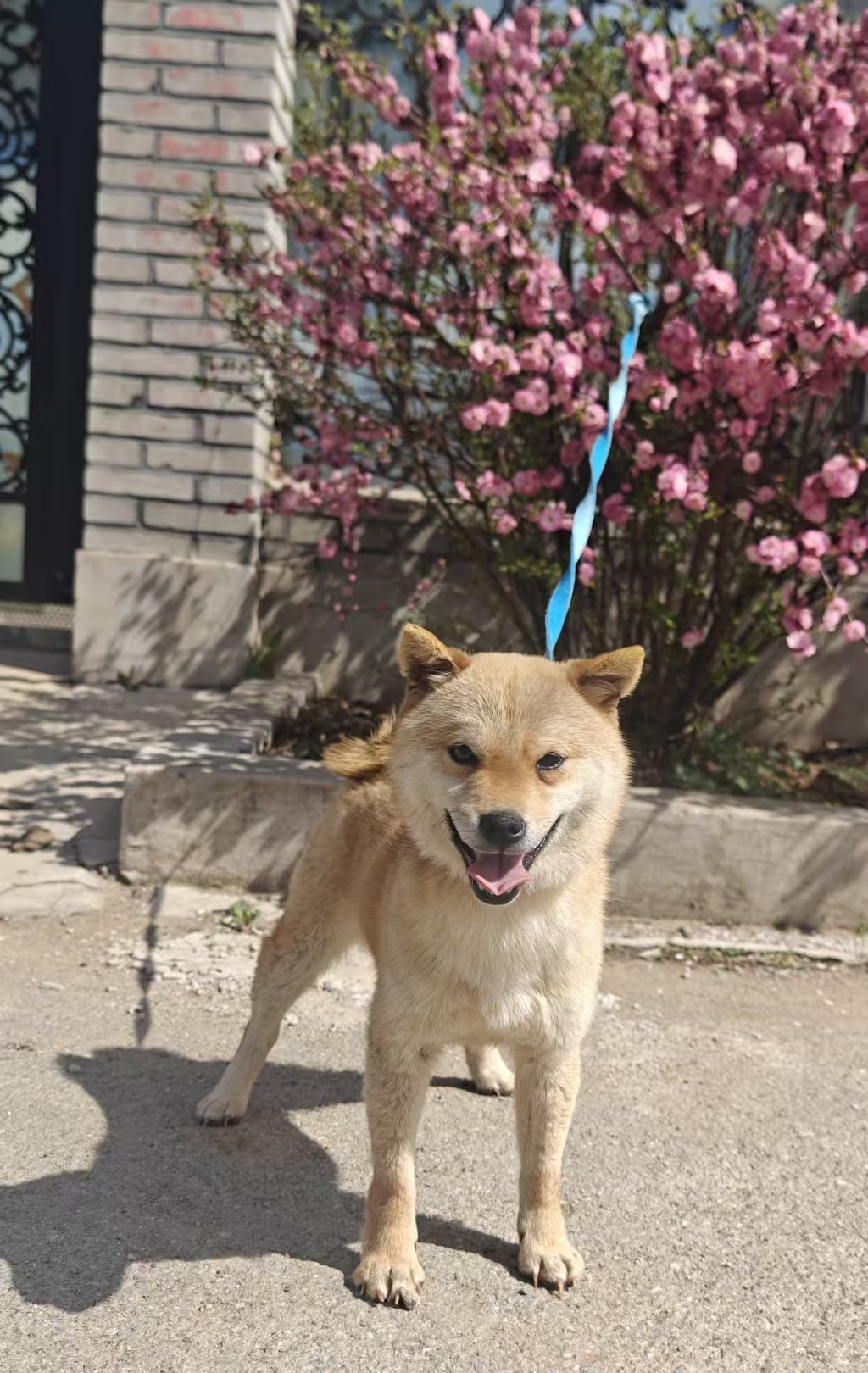 纯种高品质8个月小体柴犬新母